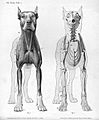 Dog anatomy anterior view
