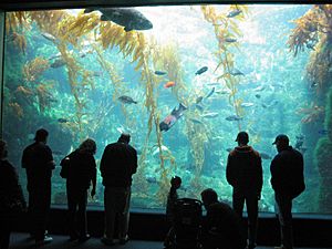 Kelp tank (Birch Aquarium at Scripps, 2007)