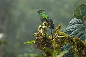 Resplendent Quetzal female - Cloud Forest in Costa Rica S4E9396 (26393203052)