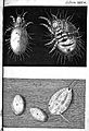 Robert Hooke, Micrographia, mites; eggs Wellcome L0000180