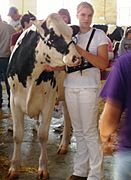 Showing Holstein cow-Minnesota