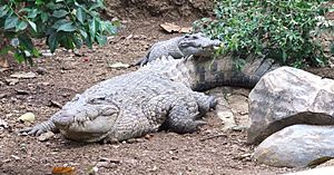 Buaya Irian Crocodylus novaeguineae Bandung Zoo.JPG