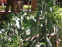 Cactus in Del Rio, TX Picture 1794