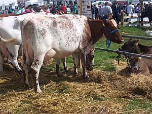 Dairy Shorthorn cow at Tullamore Show