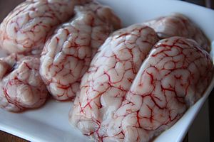 Detalle de los Sesos de Cordero-Brains of Lamb