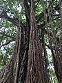 Ficus benghalensis @ Kodungallur India 01