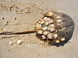 Horseshoe crab with shells
