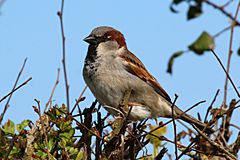 House sparrow (Passer domesticus).jpg