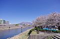 Koutsuki River - Cherry trees are in full bloom