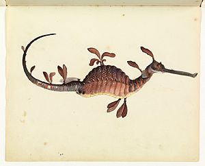 Sketchbook of fishes - 11. Leafy sea dragon - William Buelow Gould, c1832