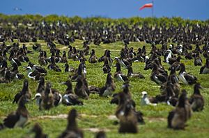US Navy 100602-N-7498L-021 More than a million Laysan Albatrosses occupy the entire Midway atoll
