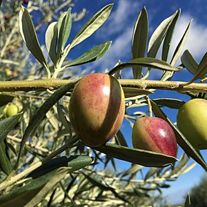 Ascolano olives at veraison.jpg