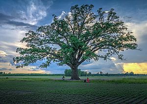Big Tree with spring picnic