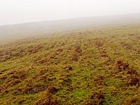 Bleak hillside with bracken - geograph.org.uk - 1618991