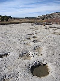Brontosaurus tracks