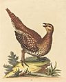 George Edwards, Brown Speckled Bird, NGA 62704