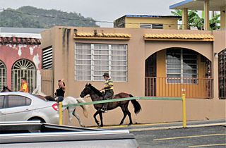 Horse-back riding in Ciales barrio-pueblo, Puerto Rico