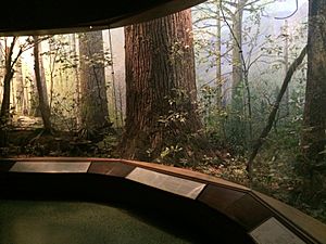 Mixed Deciduous Forest, Hall of North American Forests, AMNH