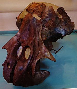 Odobenocetops peruvianus female