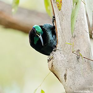 Paradise Riflebird pauses for a brief moment while searching for insects
