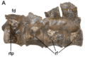 Pectoral vertebrae of Elasmosaurus
