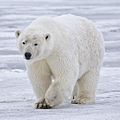Polar Bear - Alaska (cropped)