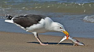 Spinus-greater-black-backed-gull-2015-05-n035442-w