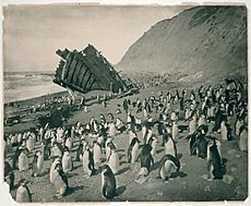 Wreck of the 'Gratitude', Macquarie Island, 1911.jpg