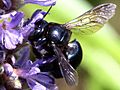 Xylocopa micans-female wings