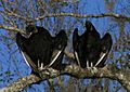 American Black Vulture - St Johns River