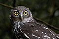 Barking Owl (Ninox connivens)