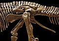 Edmontosaurus pelvis left