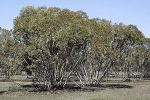 Eucalyptus dumosa habit.jpg