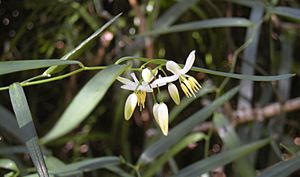 Geitonoplesium cymosum flowers.jpg