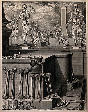 Human bones in the foreground; skeletons in Wellcome V0036135