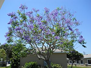 Jacaranda mimosifolia, Martin County, Fla -002