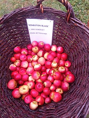 Kingston Black Apple cultivars as grown at Priorwood Garden in 2020