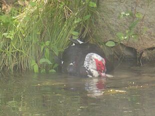Muscovy Duck's Mating Graniteville, SC