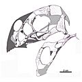 Oviraptor-philoceratops-skull