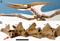 Pteranodon with Cretoxyrhina tooth