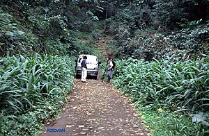 Sao tome forest