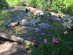Skalkaho Creek at Centennial Grove July 7, 2017