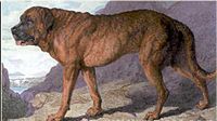 1815 Alpine Mastiff.jpg