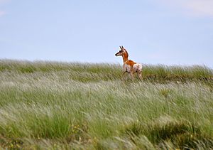 Antelope, Kiowa National Grasslands