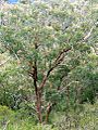 Eucalyptus campanulata Mt Cabrebald