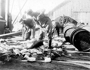 Fishermen dressing and packing halibut on dock, Ketchikan, Alaska, October 3, 1910 (COBB 127)