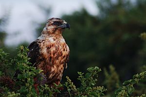 Juvenile Galápagos hawk (4202569996)