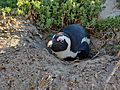 Nesting African Penguin