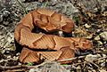 Osage Copperhead (Agkistrodon contortrix phaeogaster) (16426738014)