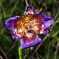 Pinewoods Lily (Alophia drummondii) photographed in Hardin County, Texas, USA (11 May 2012)